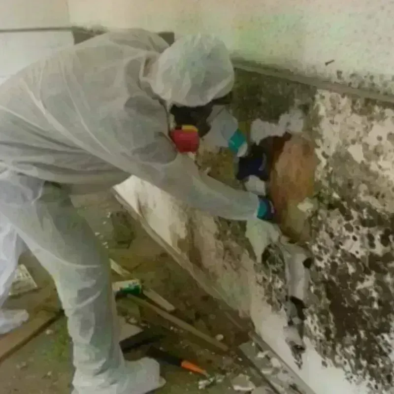 Mold Remediation and Removal in Des Plaines, IL